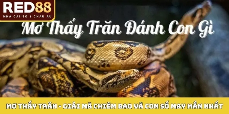 Mơ Thấy Trăn